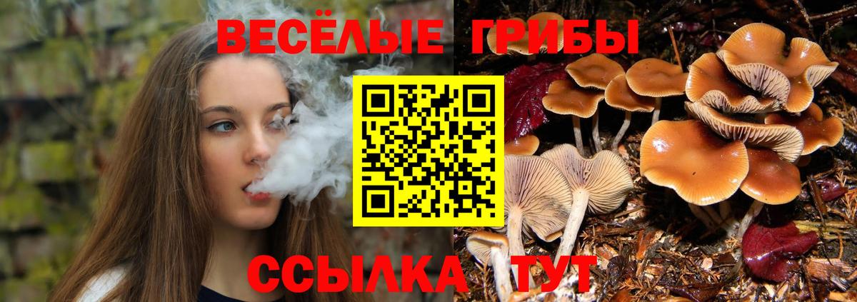где продают наркотики  Галлюциногенные грибы Psilocybine cubensis  Вход с VPN  Электрогорск 